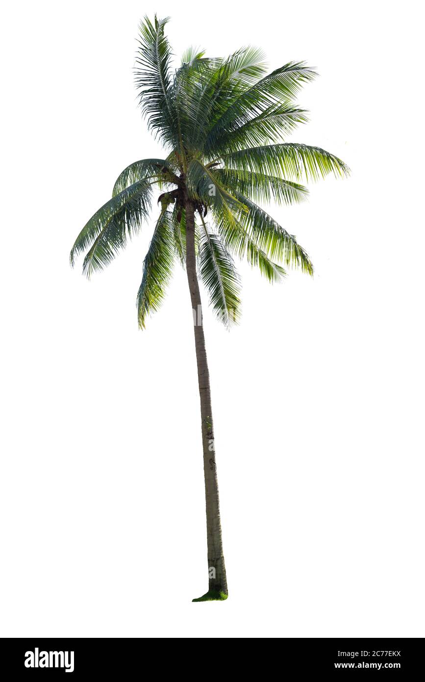 Coconut Tree isoliert Stockfoto