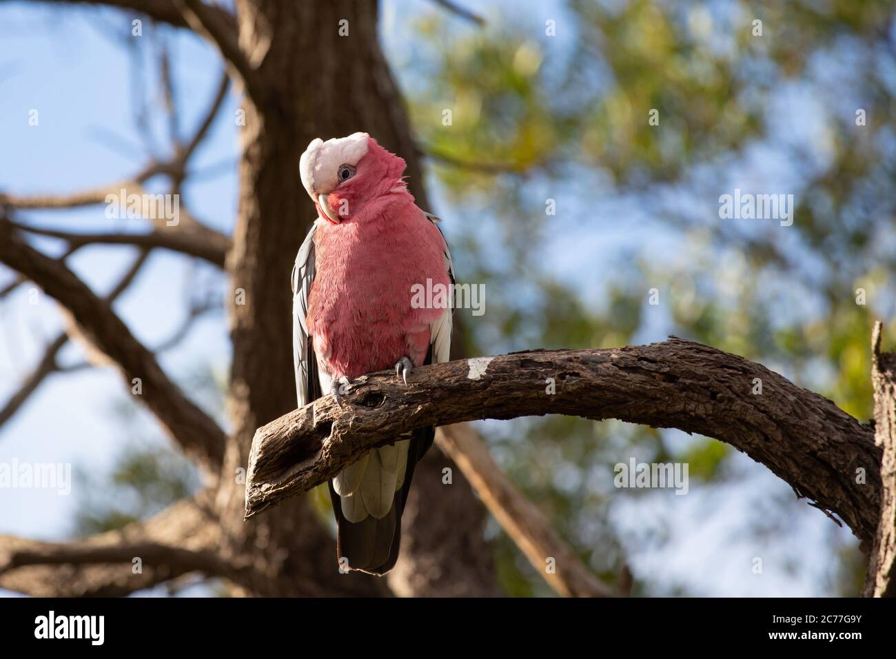 Ein GALAH oder rosenreihiger Cockatoo in einem Baum Stockfoto