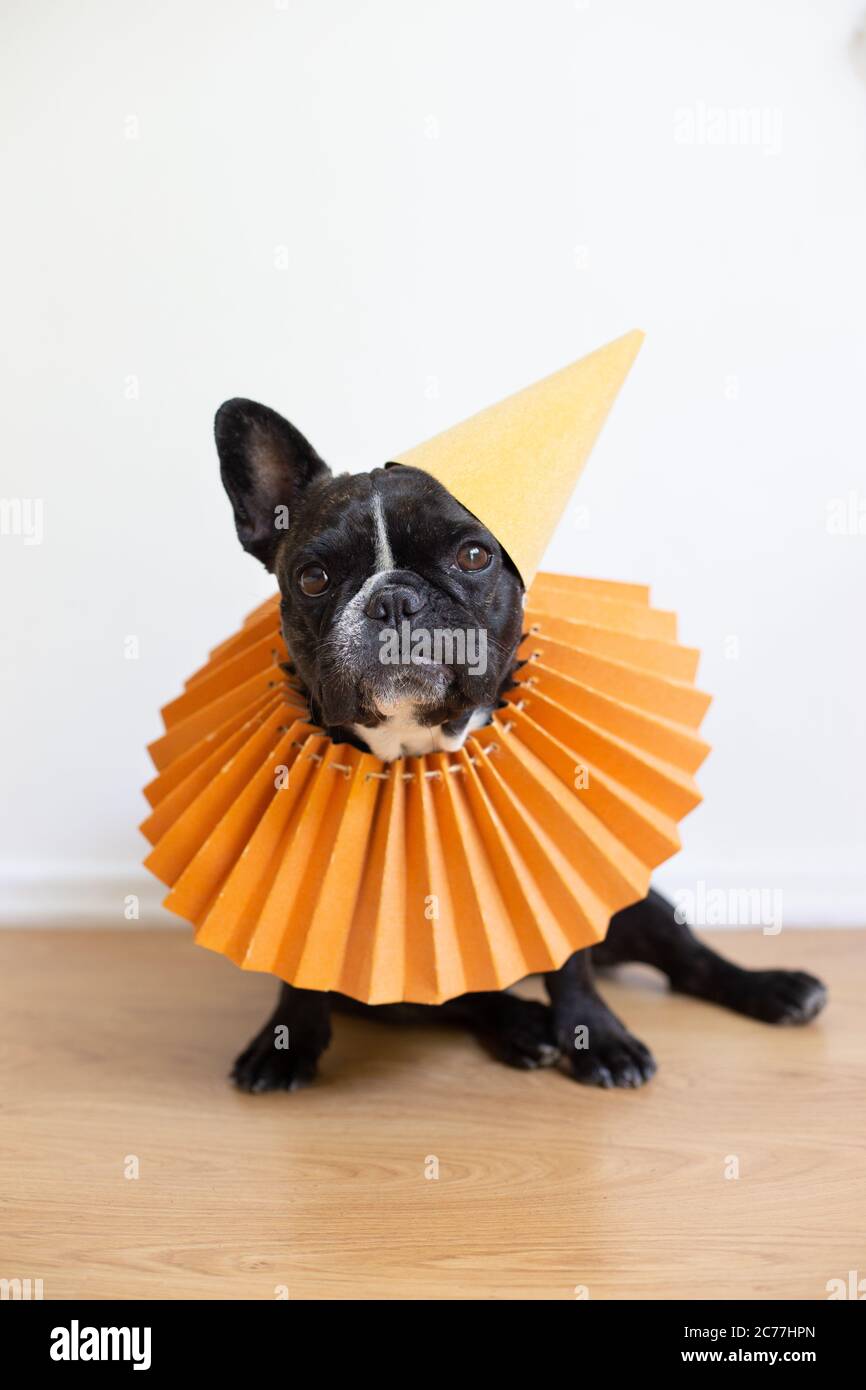 Französische Bulldogge trägt einen Partyhut Stockfoto