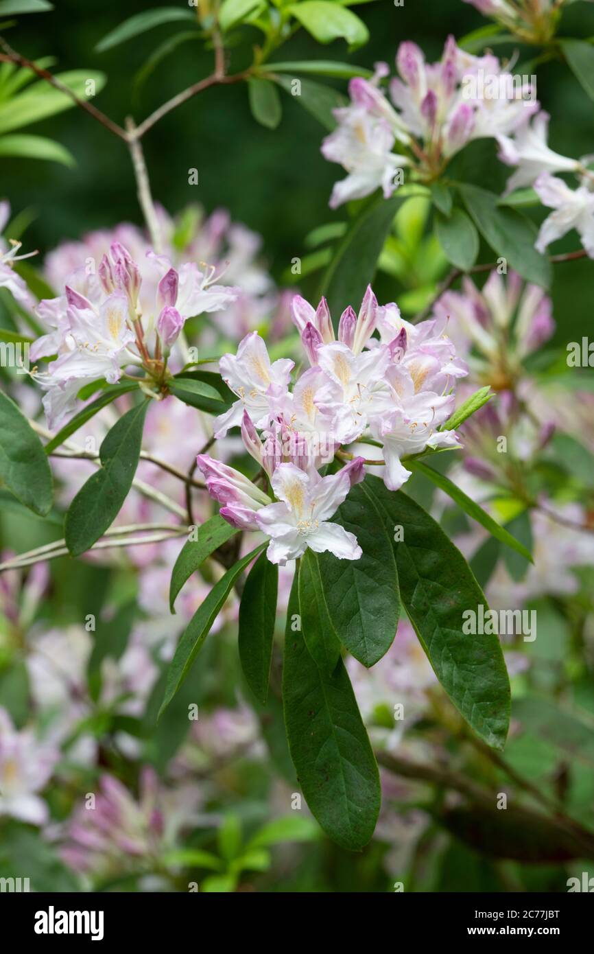 Rhododendron Govenianum Stockfoto