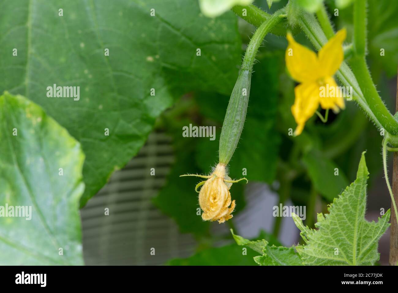 Cucumis Sativus. Young Cucumber nimrod f1 Früchte und Blumen auf der Rebe in einem Gewächshaus. GROSSBRITANNIEN Stockfoto