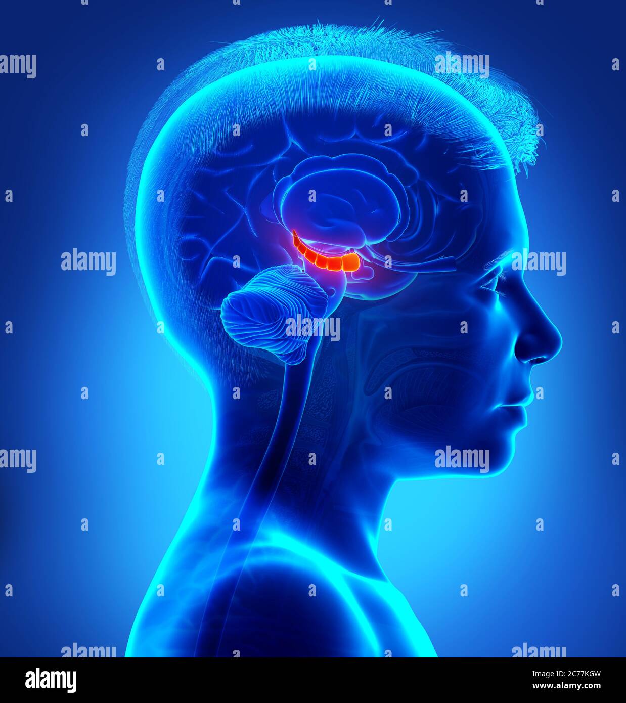 3d Rendering medizinische Illustration eines Jungen Gehirn HYPPOCAMPUS Anatomie - Querschnitt Stockfoto