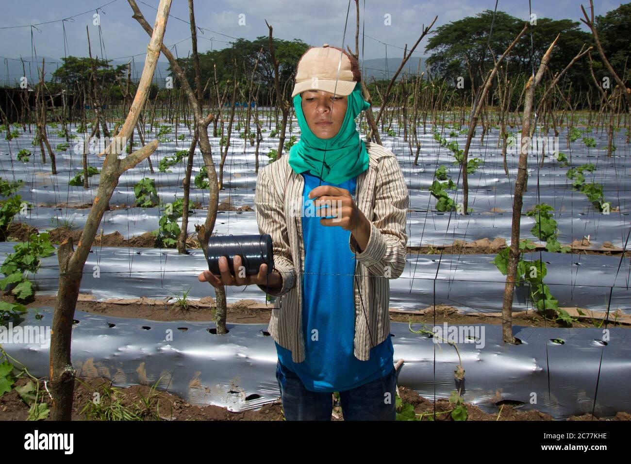 Staking und Yarning einer Farm von orientalischen Gemüse in Comayagua. Stockfoto
