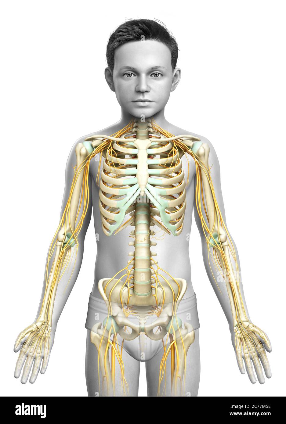 3d-gerendert medizinisch genaue Darstellung eines Jungen Nervensystem und Skelettsystem Stockfoto