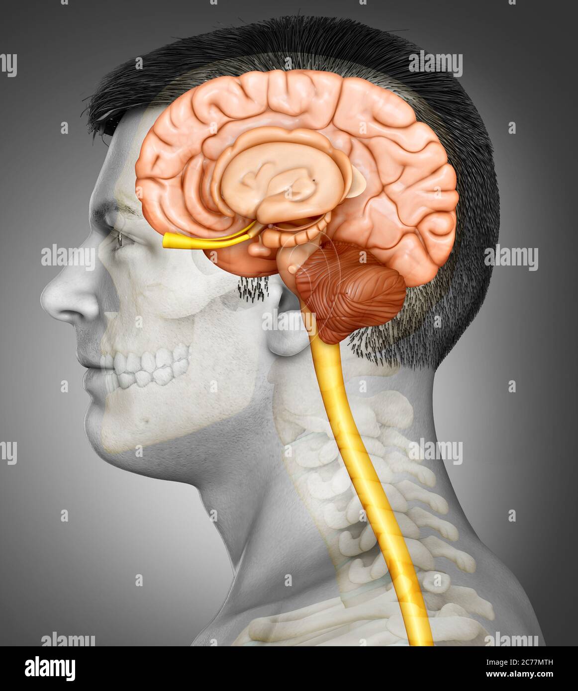 3d-Rendering medizinische Illustration der männlichen Hirnanatomie Stockfoto