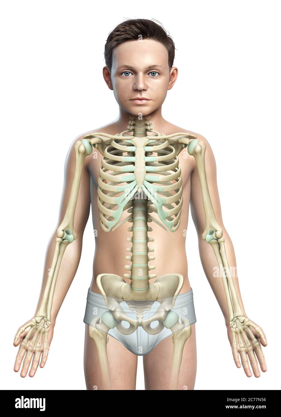 3d gerendert, medizinisch genaue Darstellung eines jungen Skelettsystems Stockfoto