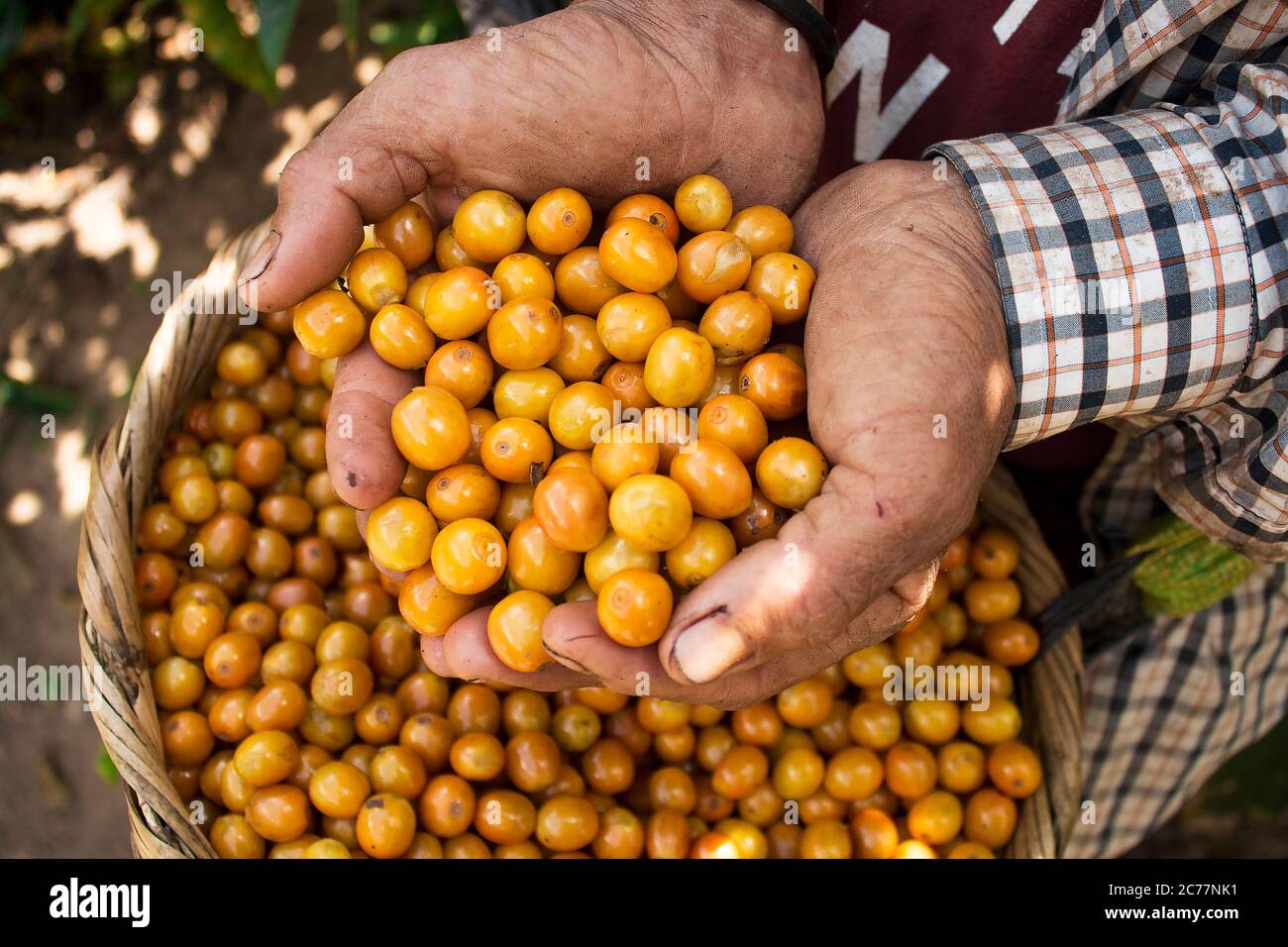 Herrenhände zeigen köstliche gelbe Kaffebeeren, frische Ernte´s Catuai-Kaffee Stockfoto