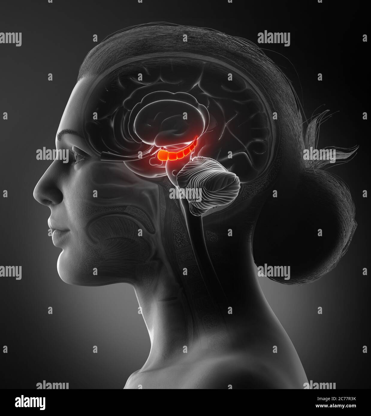 3d Rendering medizinische Illustration des Gehirns HYPPOCAMPUS Anatomie - Querschnitt Stockfoto