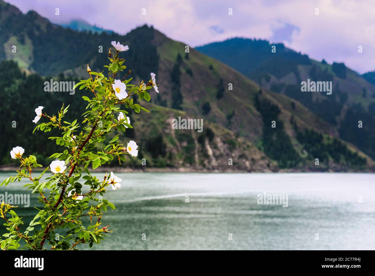 Weiße alpine Mohnblumen wachsen am Ufer des Tianchi-Sees in Xinjiang, China Stockfoto