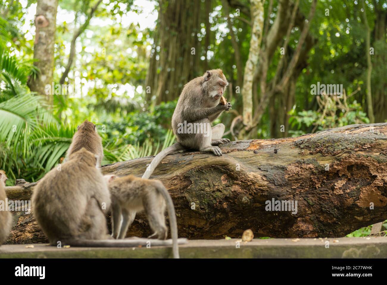 Affen in Ubud-Bali Stockfoto