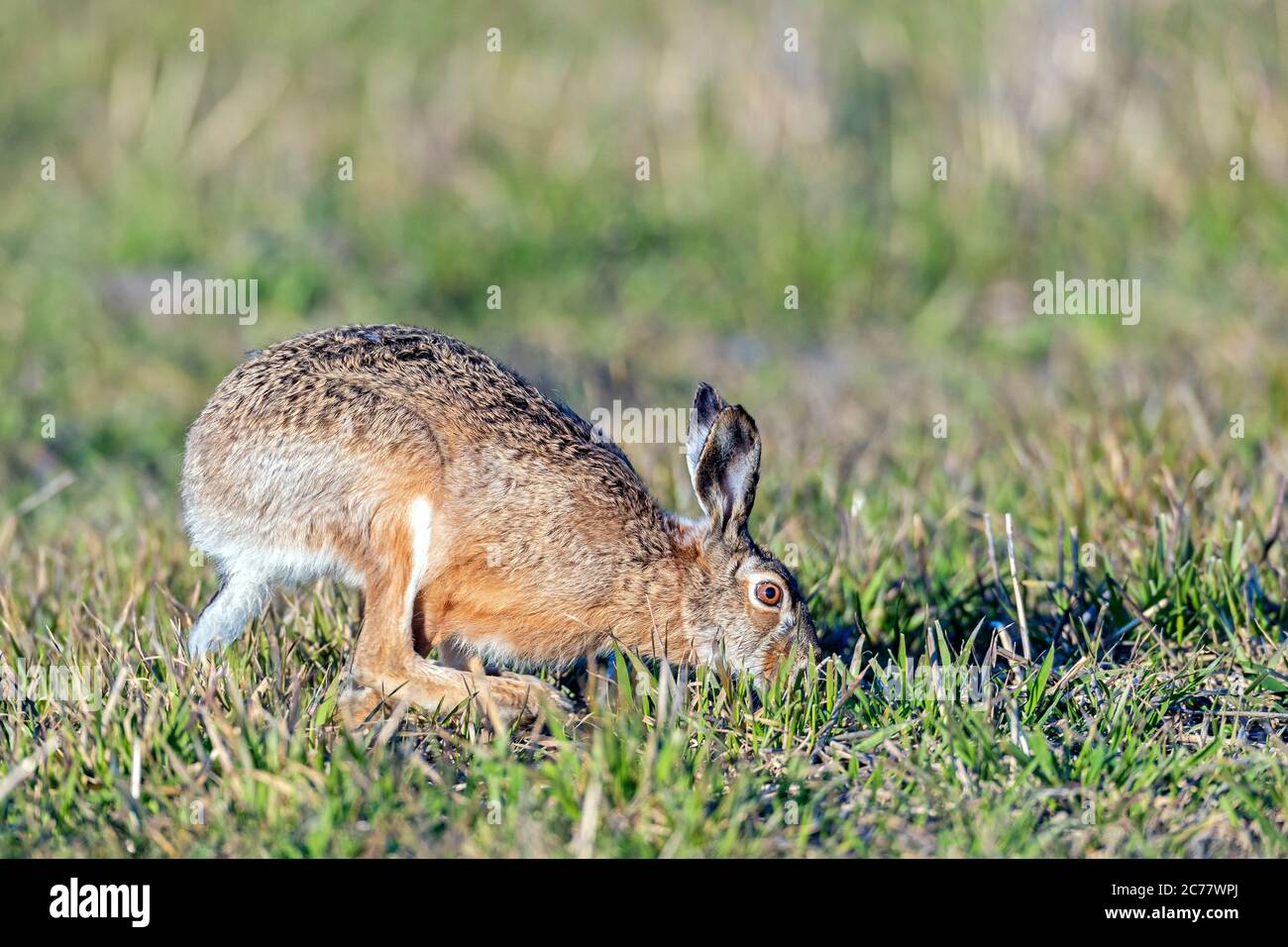 Ein männlicher Europäischer Hase (Lepus europaeus), auch Buck genannt, spürt dem Duft eines Weibchens nach. Deutschland Stockfoto