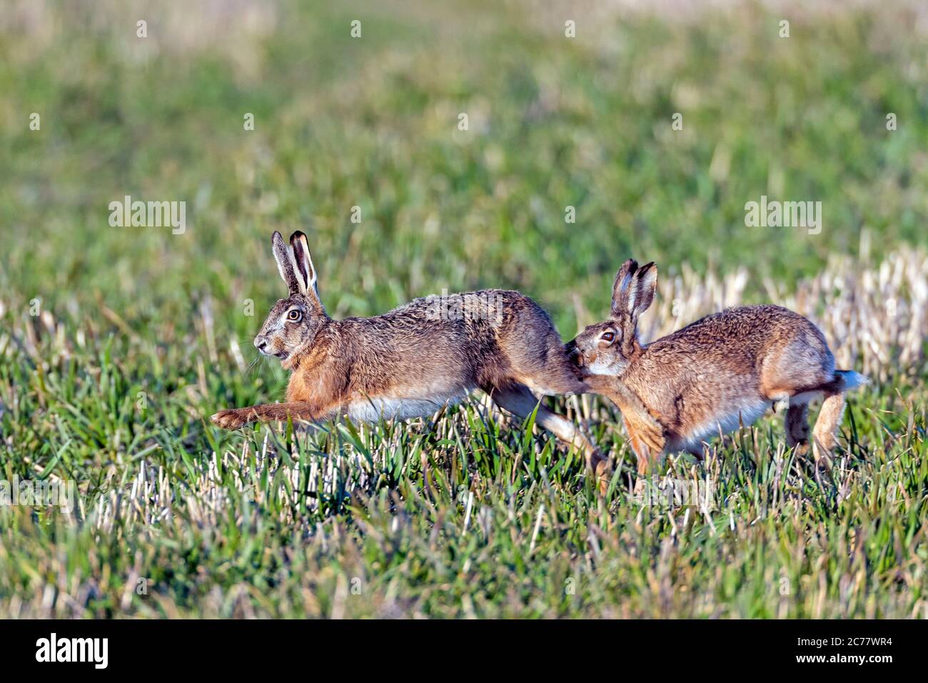 Europäischer Hase (Lepus europaeus). Männchen jagen Weibchen in der Brutzeit in Sping. Deutschland Stockfoto