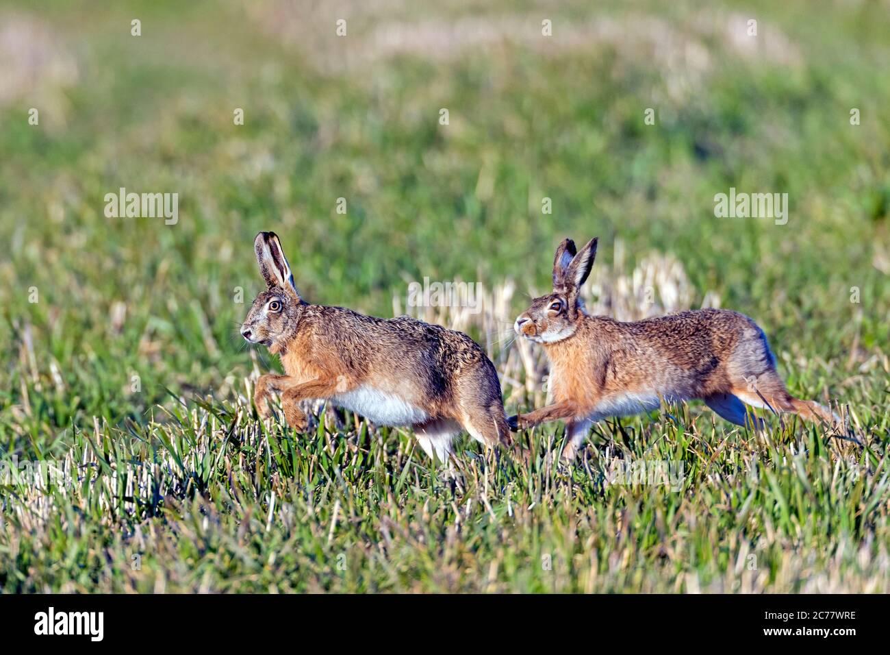 Europäischer Hase (Lepus europaeus). Männchen jagen Weibchen in der Brutzeit in Sping. Deutschland Stockfoto