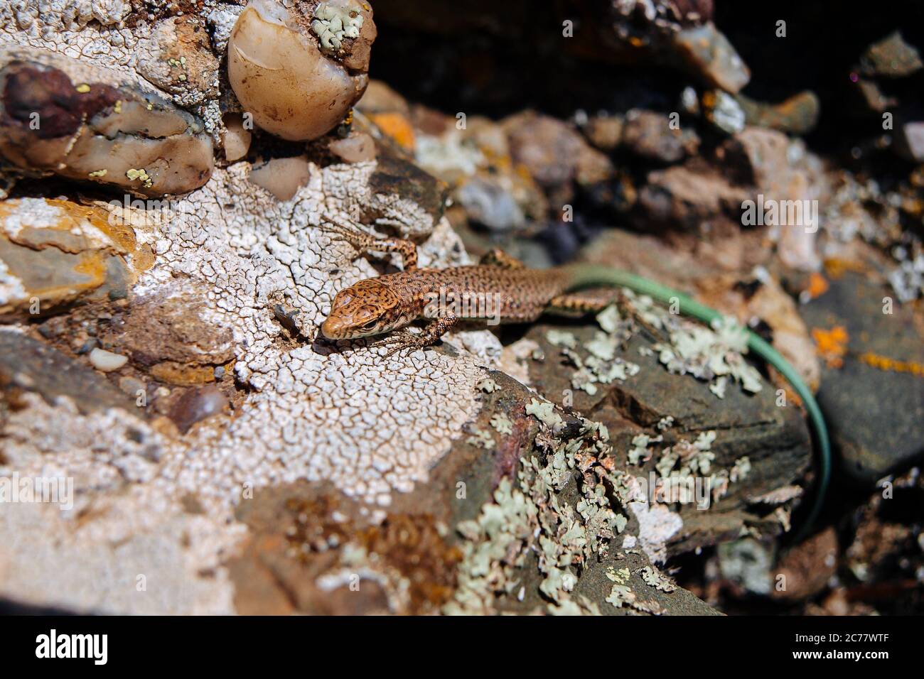 Eine braune Eidechse mit einem grünen Schwanz sitzt auf einem warmen Stein in der Sonne. Stockfoto