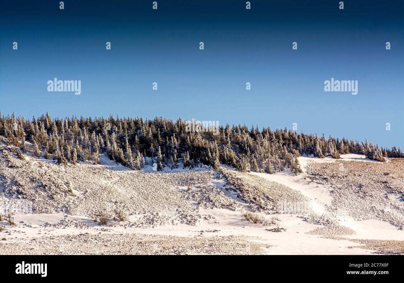 Firs im Winter, Regionale Naturpark der Vulkane d'Auvergne, Cezallier, Puy de Dome, Frankreich, Europa Stockfoto