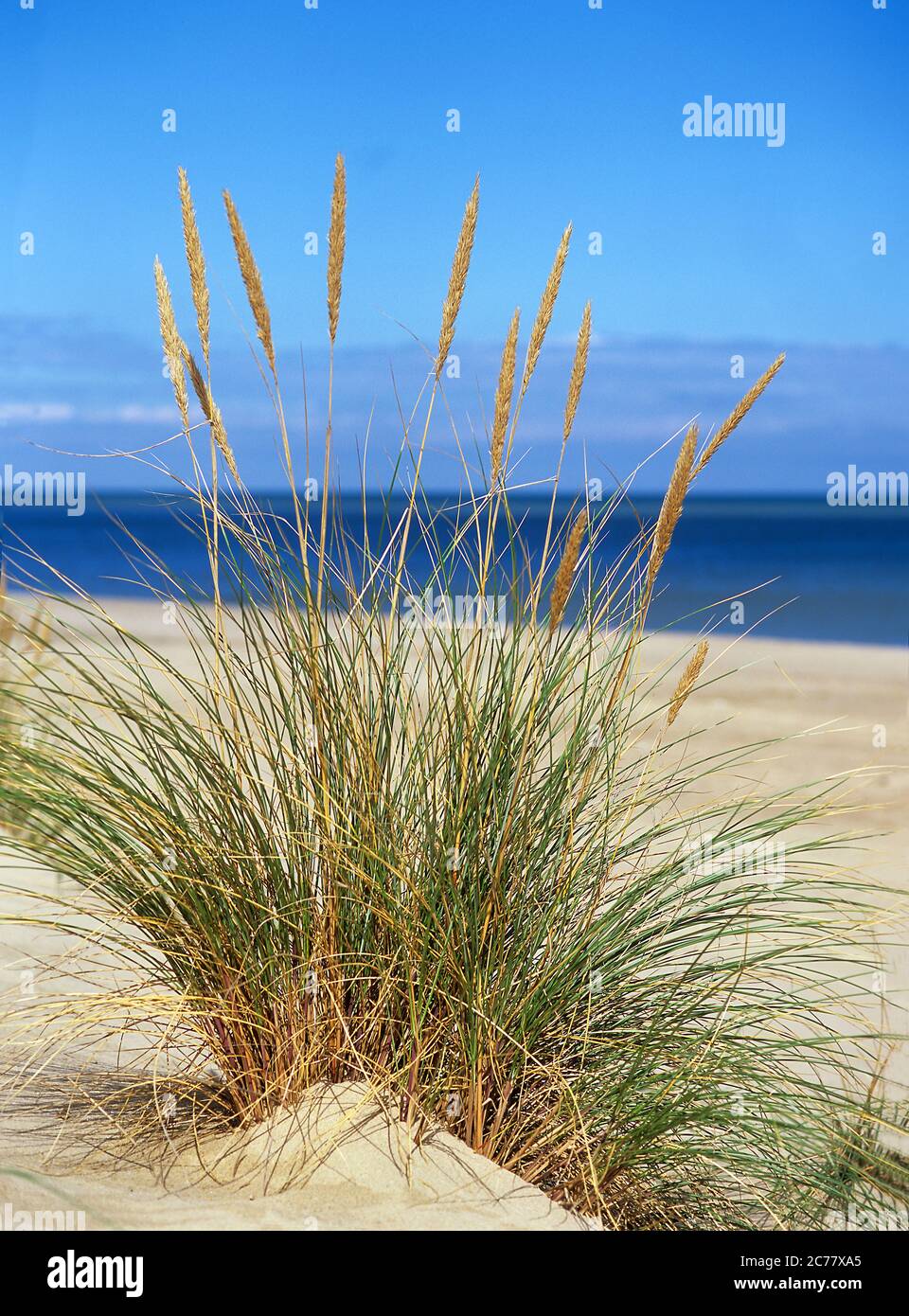 Strandgras, Marram Grass (Ammophila arenaria) an der Nordsee. Norfolk, England, Großbritannien Stockfoto