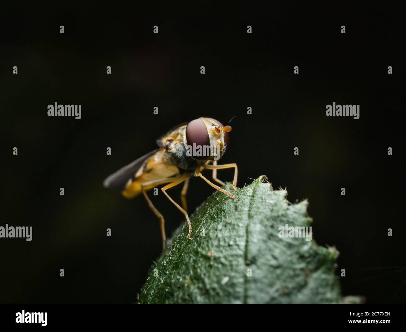 Hoverfly in einer ganz nahaufnahme Makro vor schwarzem Hintergrund Stockfoto