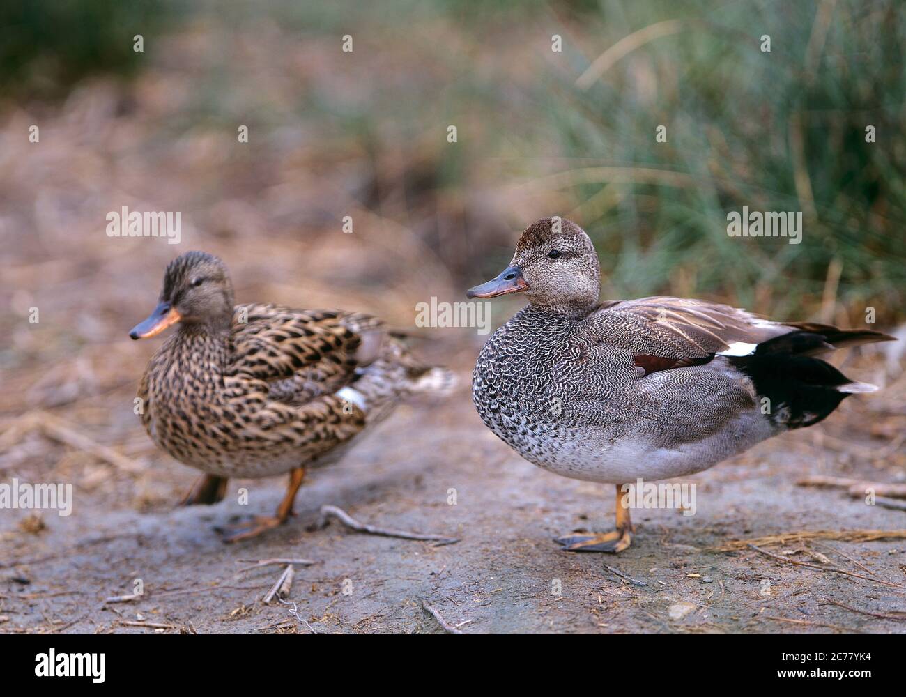 Gadwall (Mareca strepera). Paar am Flussufer, drake rechts. England, Großbritannien Stockfoto