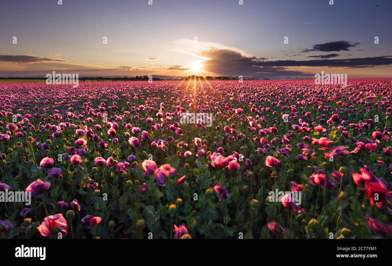 Landschaft mit schönen Sonnenuntergang über Mohnfeld Stockfoto