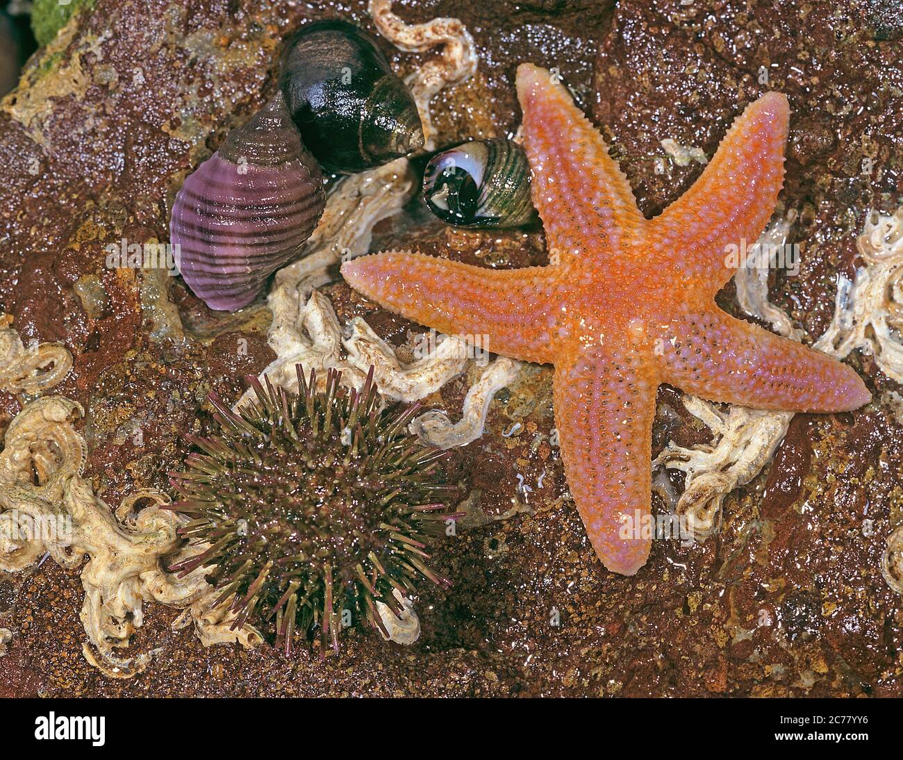 Meeresleben bei Ebbe: Seesterne (Asterias rubens), Purpurseeigel (Paracentrotus lividus) und Gemeine Periwinen (Littorina littorea) auf einem Stein. Nordsee... Stockfoto