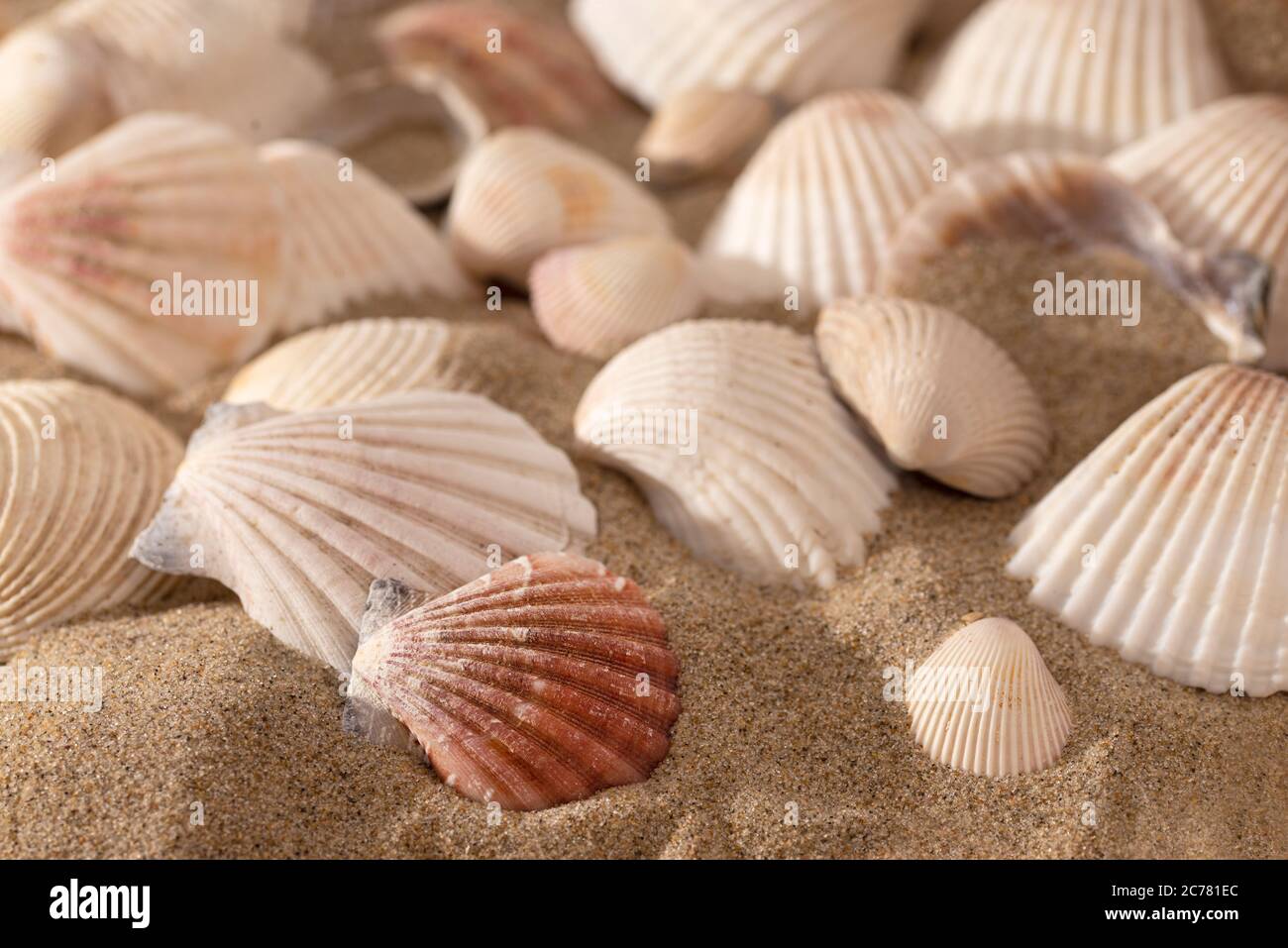 Muscheln am sonnigen Strand - Makroaufnahme Stockfoto