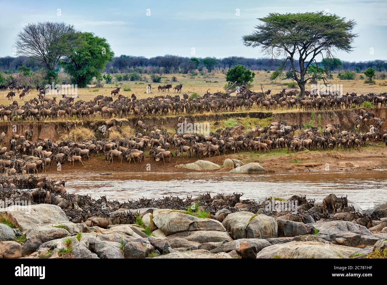 Herde von Weißbärtigen Wildbesten (Connochaetes taurinus mearnsi), die während der jährlichen Wanderung den Mara River durchqueren, Serengeti Nationalpark, UNESCO Weltkulturerbe, Tansania, Afrika Stockfoto