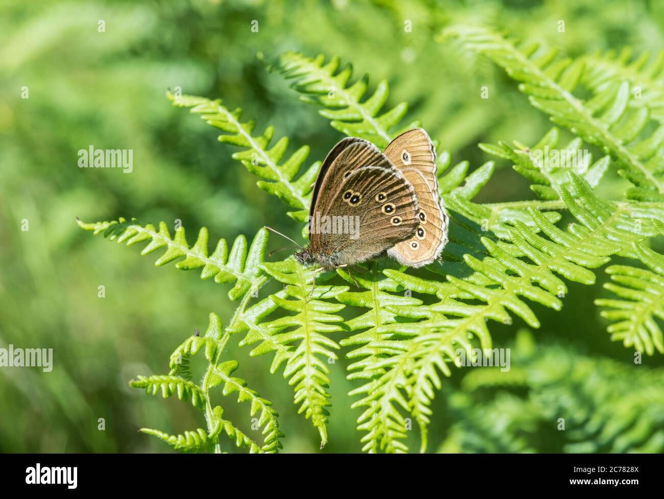 Paar passende Ringel (Aphantopus hyperantus) Stockfoto