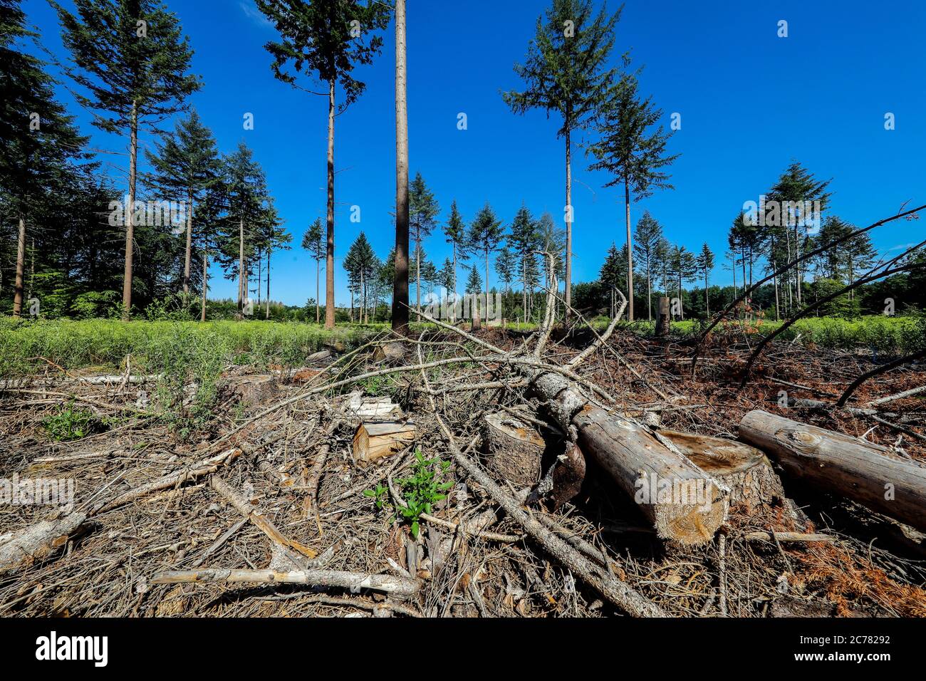 Bonn, Nordrhein-Westfalen, Deutschland - Sterbender Wald im Kottenforst schädigen Dürre und Rindenkäfer die Fichten im Nadelwald, be Stockfoto