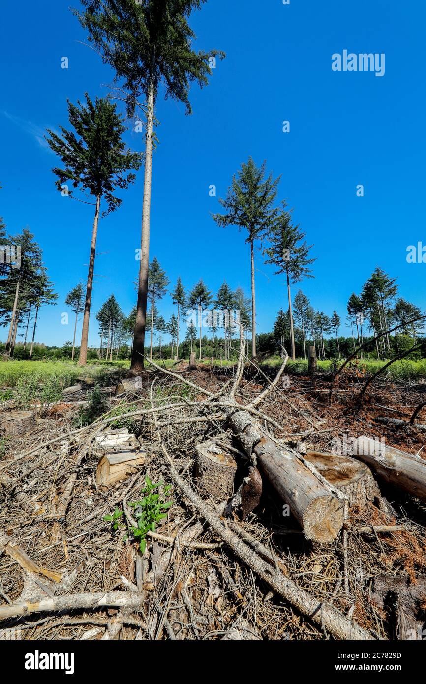 Bonn, Nordrhein-Westfalen, Deutschland - Sterbender Wald im Kottenforst schädigen Dürre und Rindenkäfer die Fichten im Nadelwald, be Stockfoto