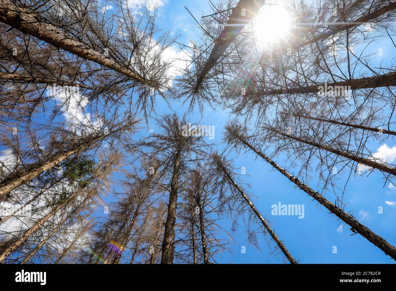 Bonn, Nordrhein-Westfalen, Deutschland - Sterbender Wald im Kottenforst schädigen Dürre und Rindenkäfer die Fichten in Nadelwäldern. Bon Stockfoto