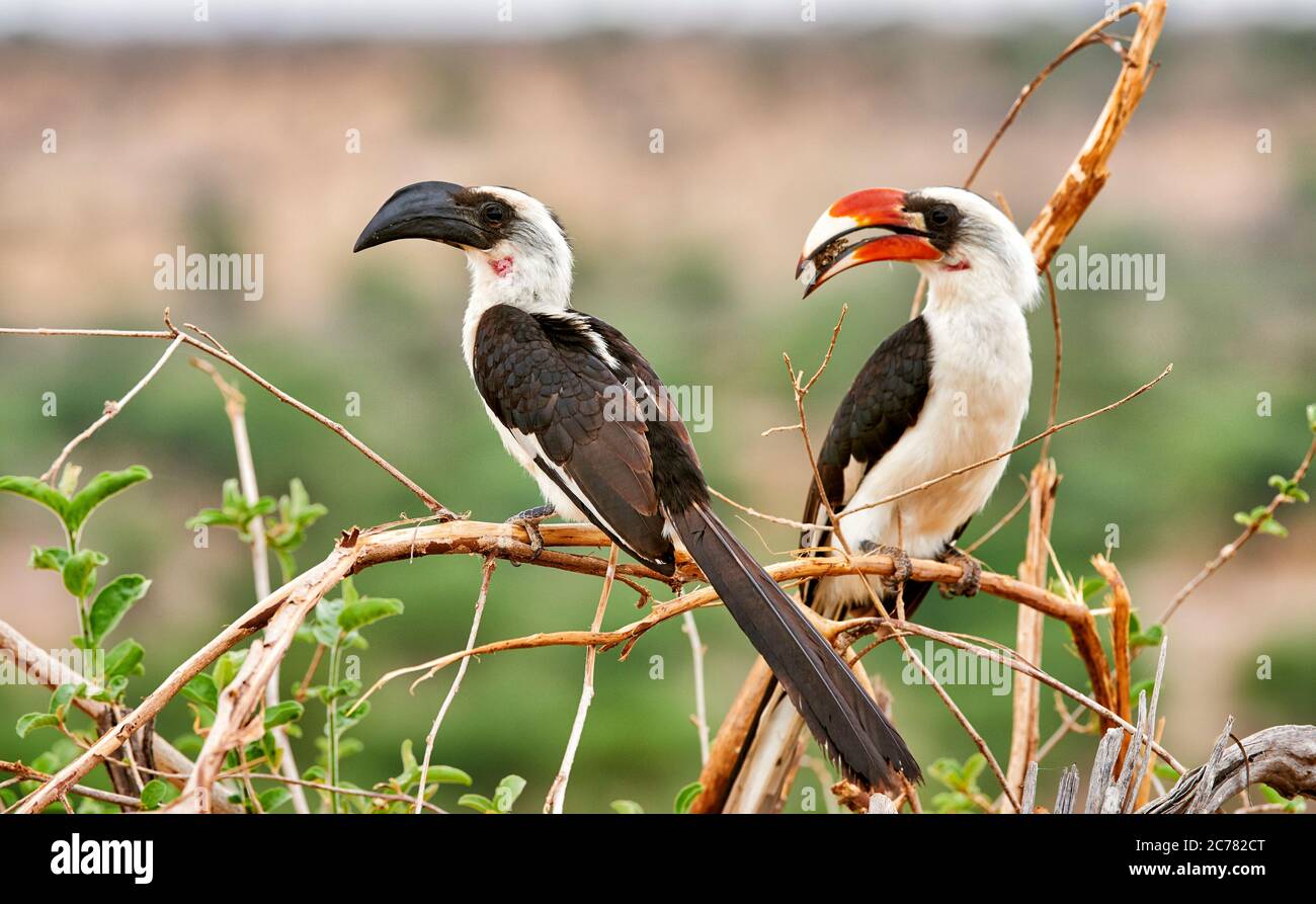 Auf einem Zweig thront der Hornvogel von der Decken (Tockus deckeni). Tarangire Nationalpark, Tansania, Afrika Stockfoto