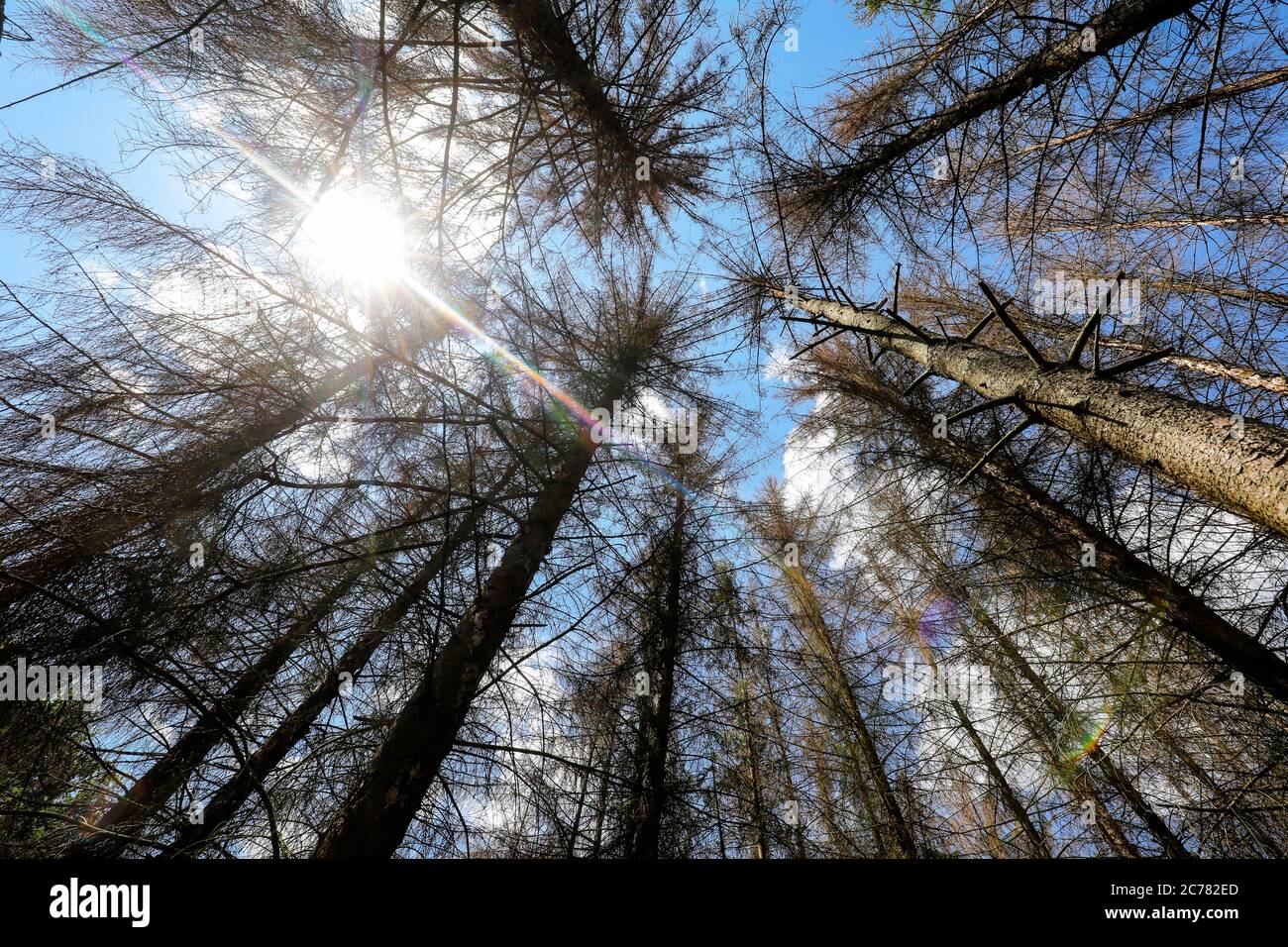 Bonn, Nordrhein-Westfalen, Deutschland - Sterbender Wald im Kottenforst schädigen Dürre und Rindenkäfer die Fichten in Nadelwäldern. Bon Stockfoto