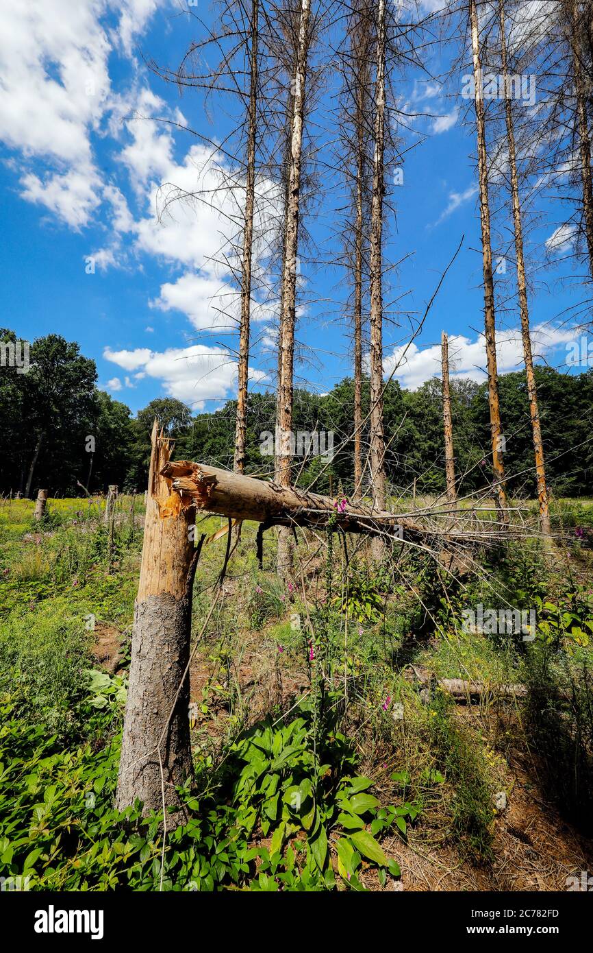 Bonn, Nordrhein-Westfalen, Deutschland - Sterbender Wald im Kottenforst schädigen Dürre und Rindenkäfer die Fichten in Nadelwäldern. Bon Stockfoto