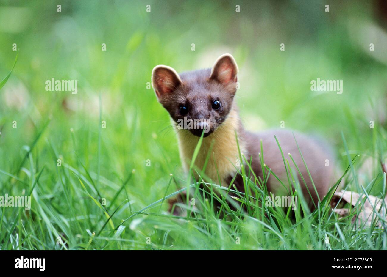 Europäischer Pine Marten (Martes Martes). Erwachsener steht im Gras. Deutschland Stockfoto