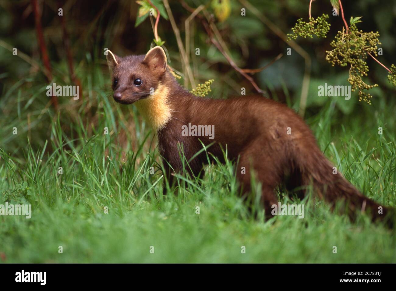 Europäischer Pine Marten (Martes Martes). Erwachsener steht im Gras. Deutschland Stockfoto