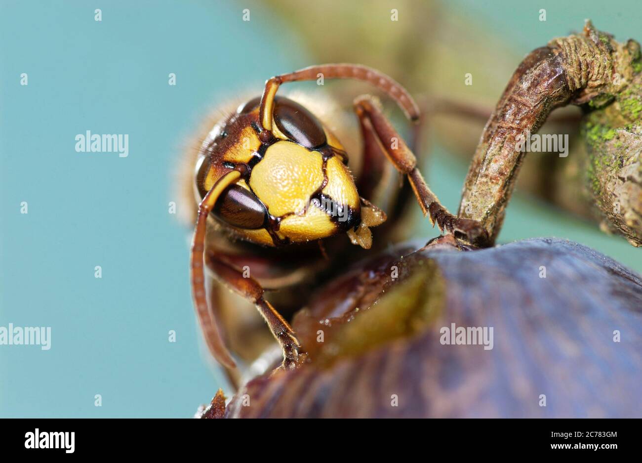 Europäischen Hornet, braune Hornisse (Vespa crabro) Essen eine Pflaume. Deutschland Stockfoto