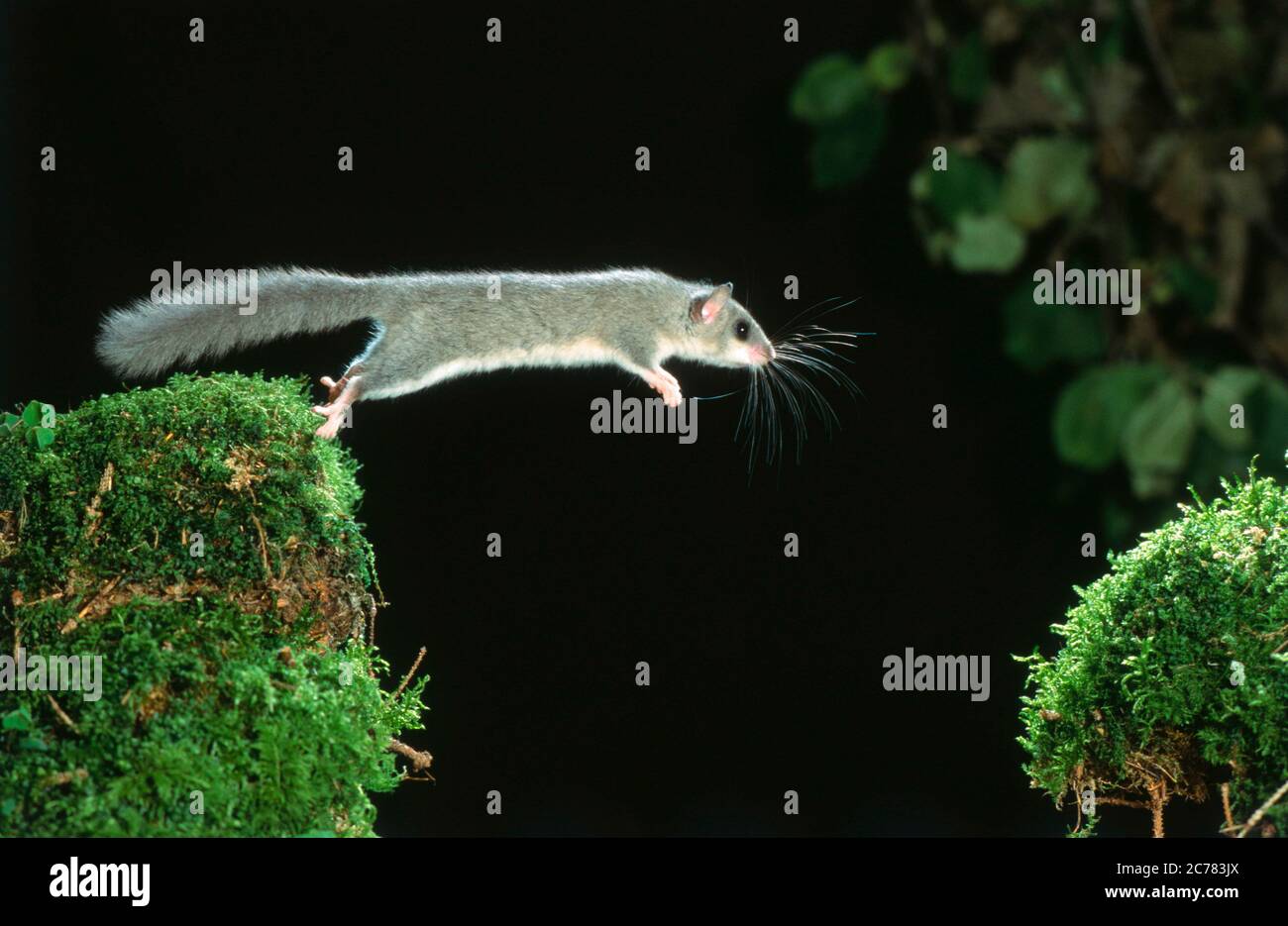 Essbare Dormouse (Glis glis). Erwachsene springen von einem Baumstumpf zum anderen. Deutschland Stockfoto