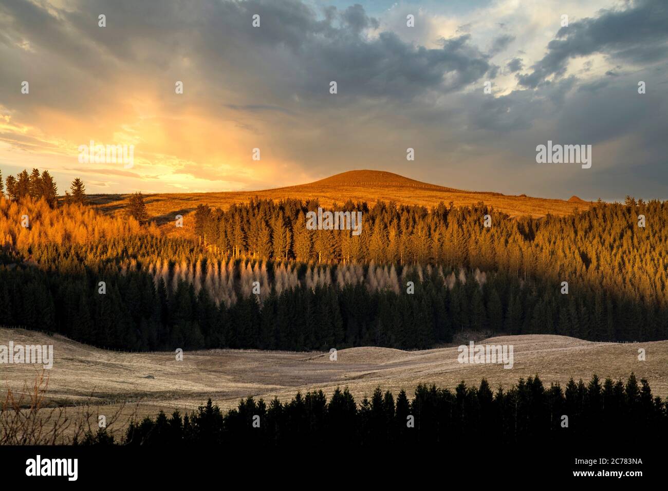 Firs in einer Reihe bei Sonnenuntergang, Regional Naturpark der Vulkane d'Auvergne, Cezallier, Puy de Dome, Frankreich, Europa Stockfoto