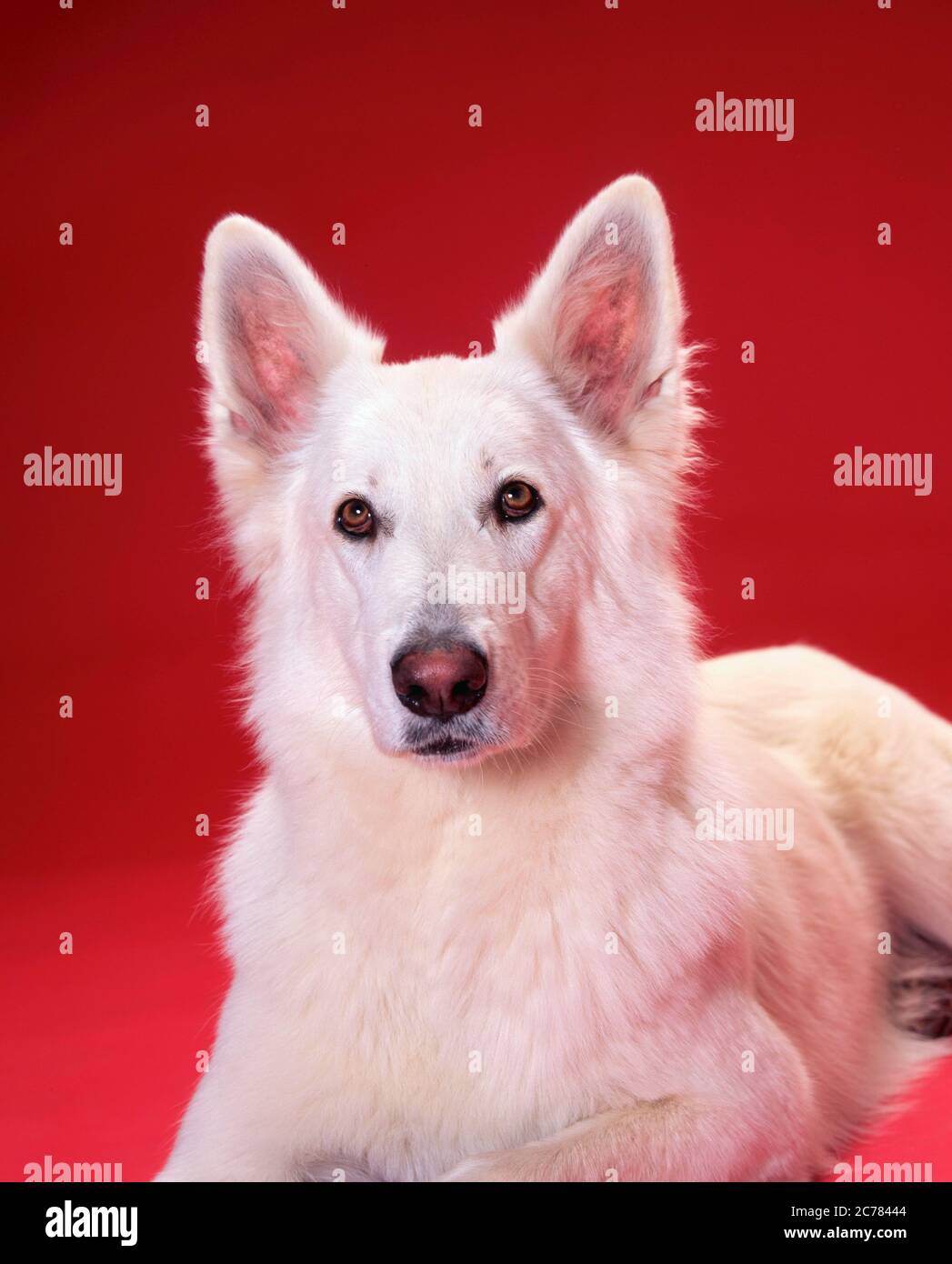Berger Blanc Suisse, Weißer Schweizer Schäferhund. Porträt eines Erwachsenen, vor einem roten Hintergrund gesehen. Deutschland Stockfoto