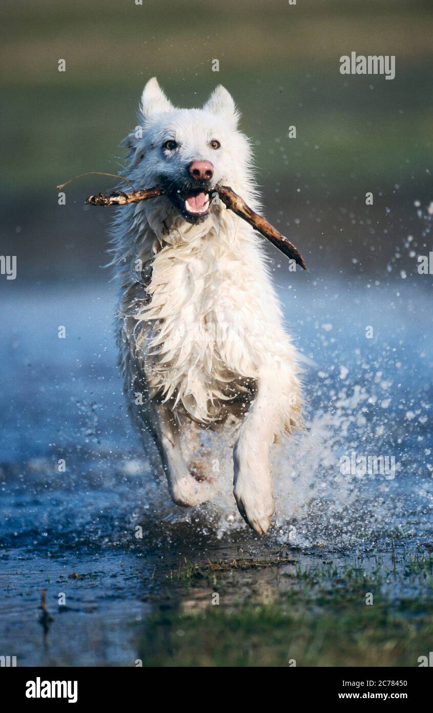 Berger Blanc Suisse, Weißer Schweizer Schäferhund. Ausgewachsener Hund mit Stock in seiner Schnauze, läuft im Wasser. Deutschland Stockfoto