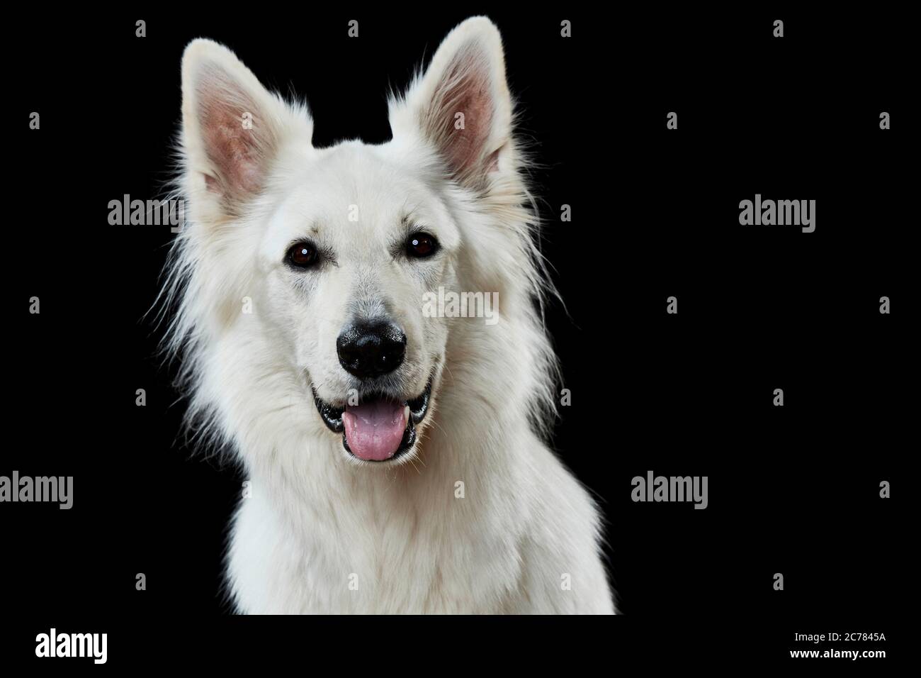 Berger Blanc Suisse, Weißer Schweizer Schäferhund. Porträt eines Erwachsenen, vor schwarzem Hintergrund gesehen. Deutschland Stockfoto