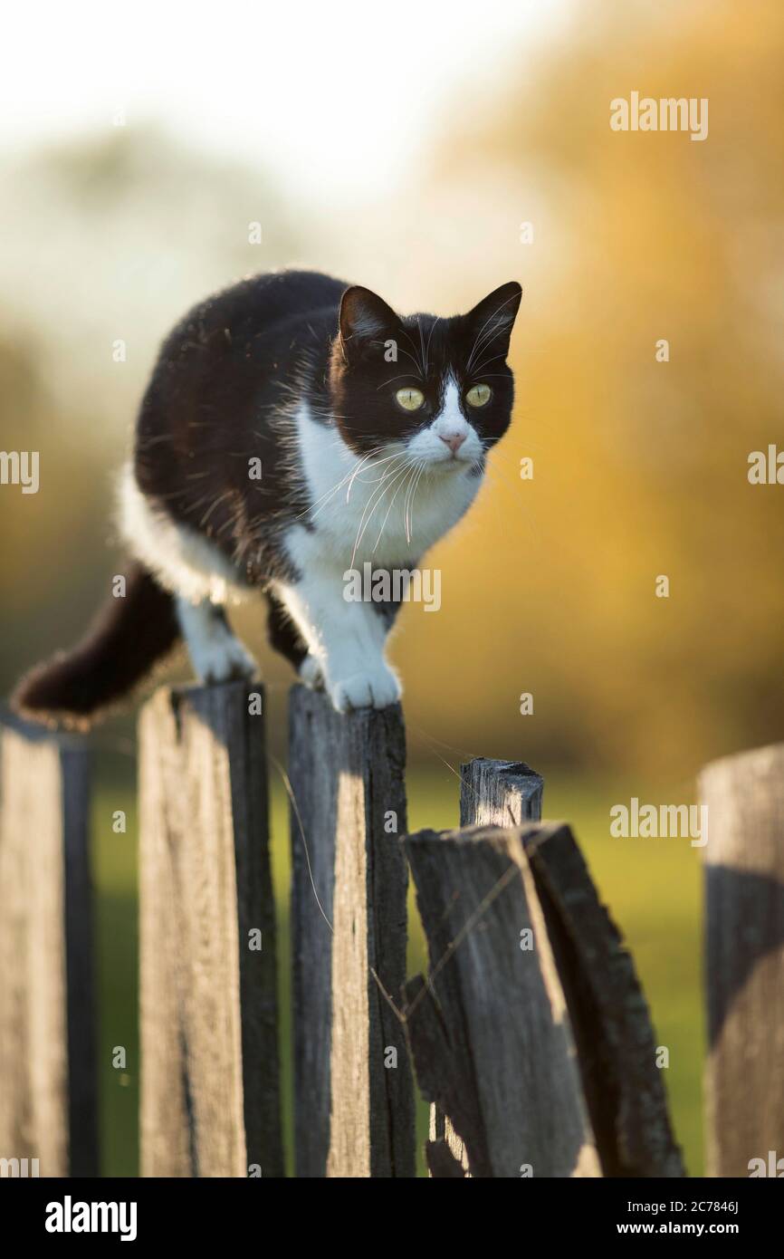 Hauskatze. Eine schwarz-weiße Erwachsene Katze balanciert auf einem Holzzaun. Deutschland Stockfoto