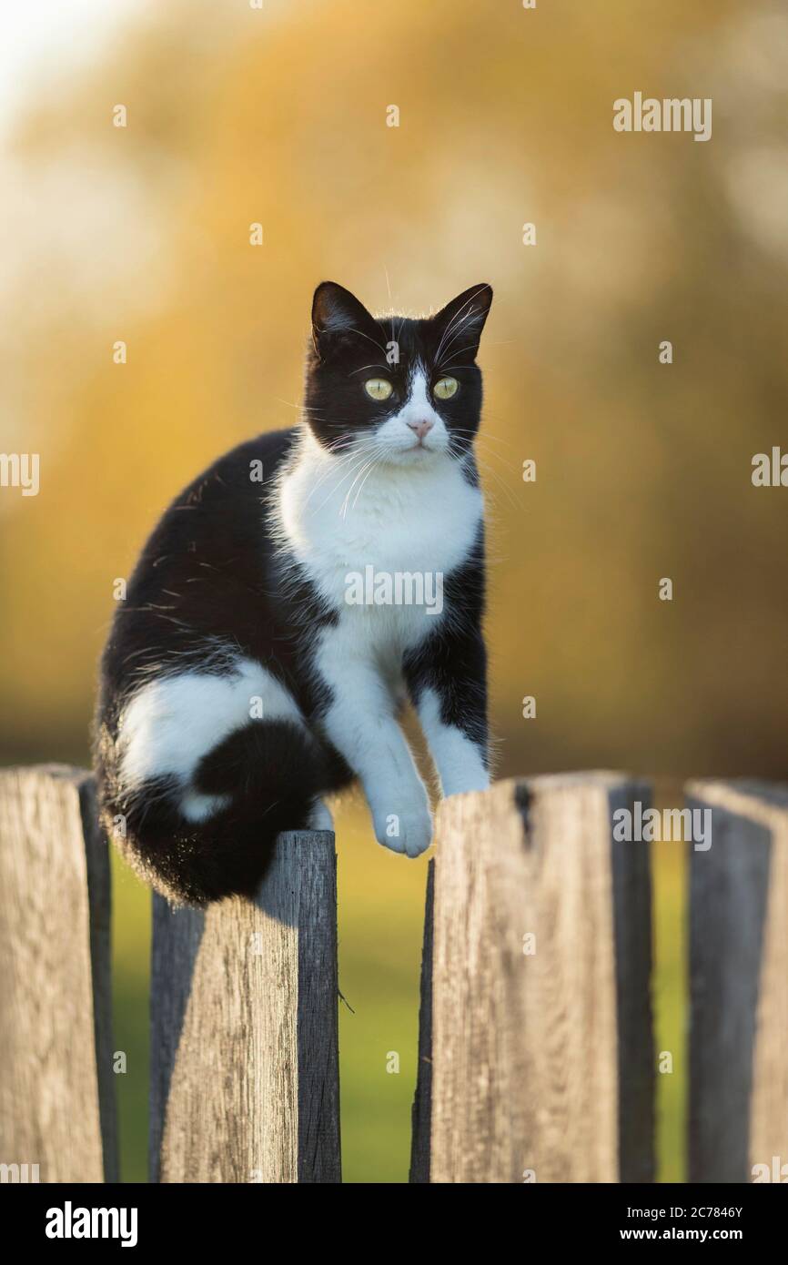 Hauskatze. Eine schwarz-weiße Erwachsene Katze balanciert auf einem Holzzaun. Deutschland Stockfoto
