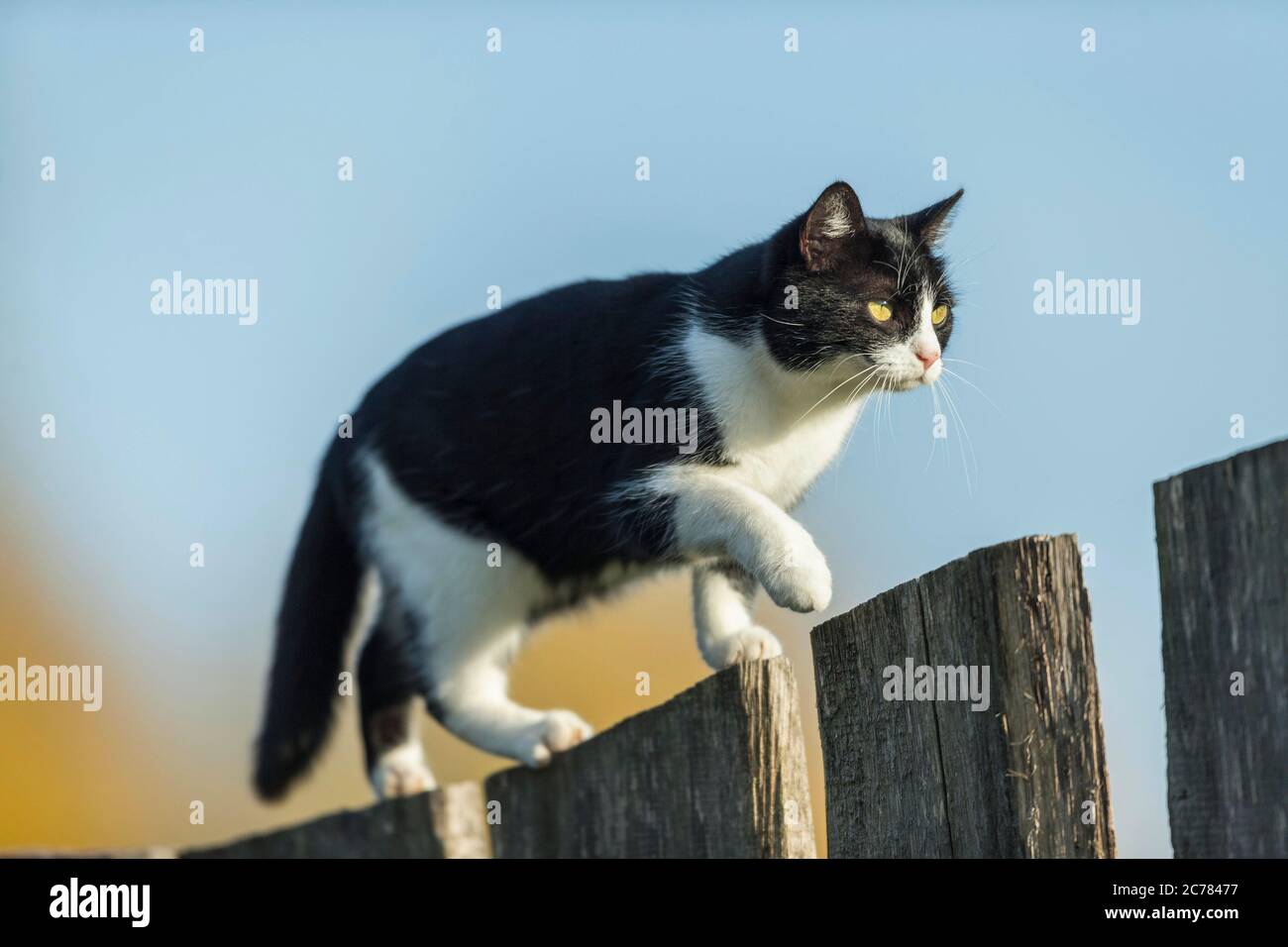 Hauskatze. Eine schwarz-weiße Erwachsene Katze balanciert auf einem Holzzaun. Deutschland Stockfoto