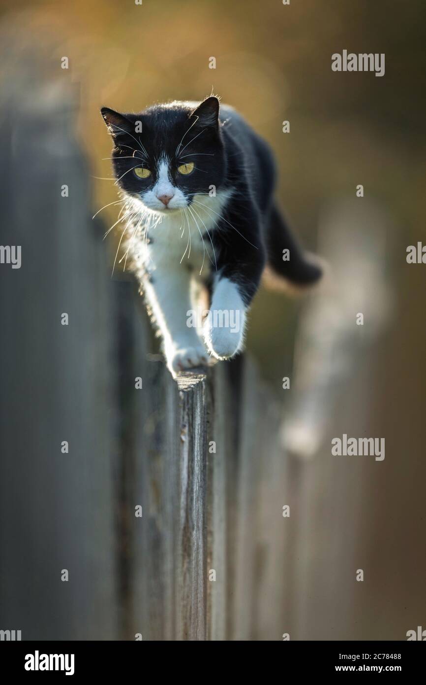 Hauskatze. Eine schwarz-weiße Erwachsene Katze balanciert auf einem Holzzaun. Deutschland Stockfoto