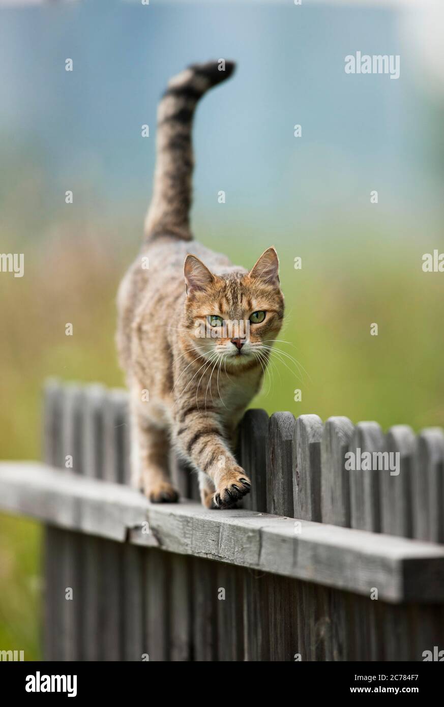 Hauskatze. Tabby Erwachsener auf einem Holzzaun zu Fuß. Deutschland Stockfoto