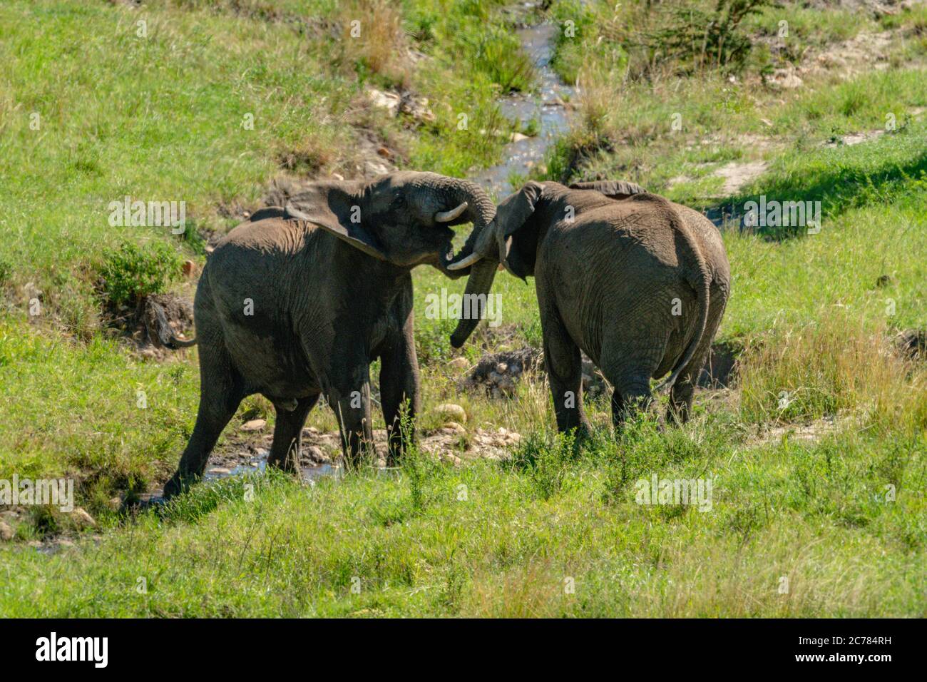 Zwei afrikanische Elefanten spielen Kampf im Strom Stockfoto