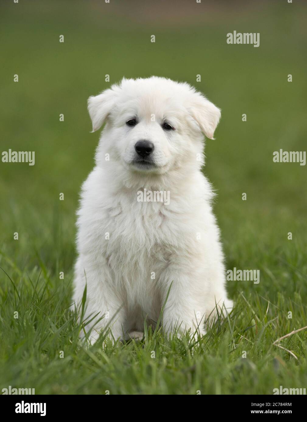 Berger Blanc Suisse, Weißer Schweizer Schäferhund. Welpen sitzen im Gras. Deutschland Stockfoto
