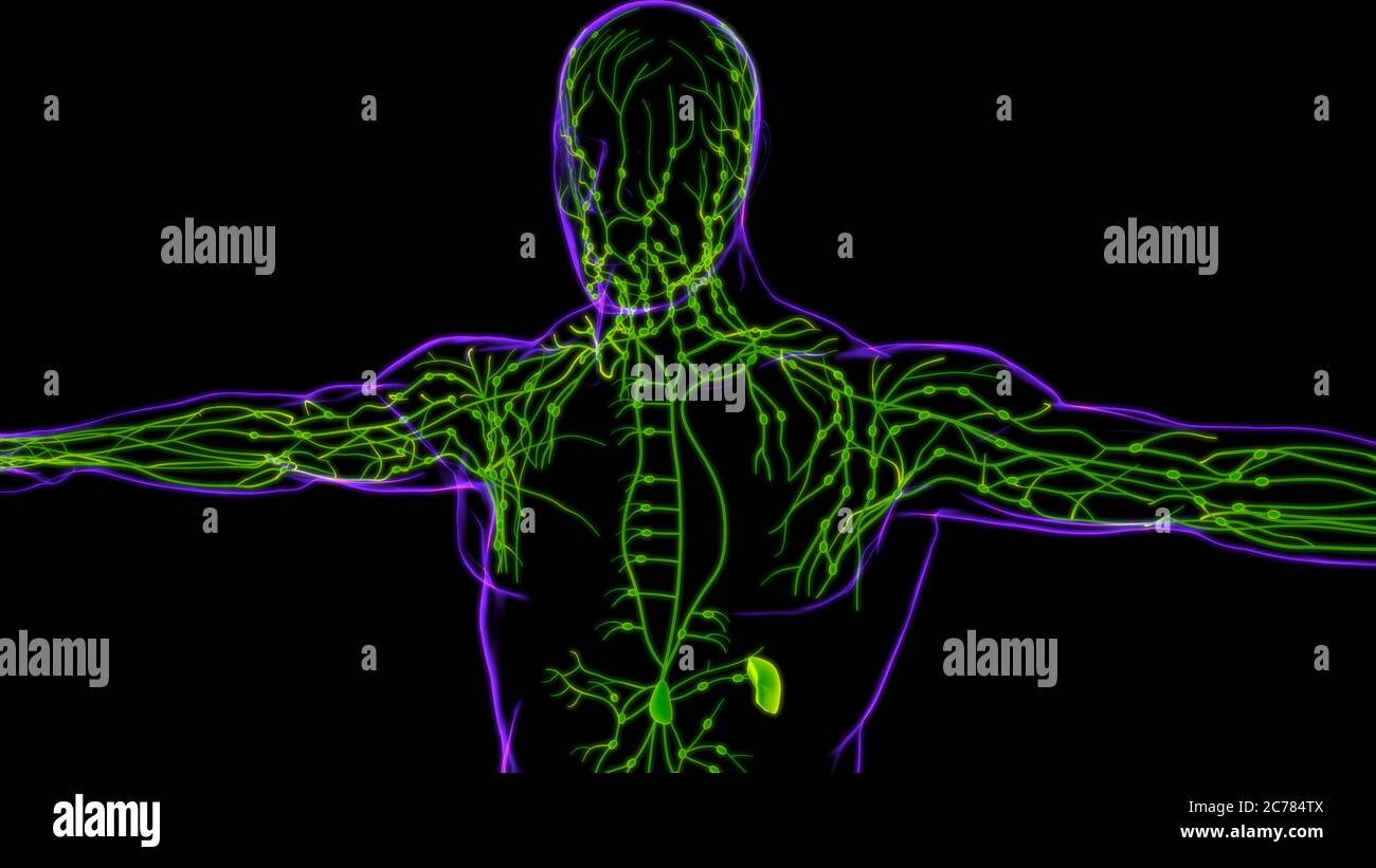 Menschliche Lymphknoten Anatomie für medizinisches Konzept 3D Illustration Stockfoto