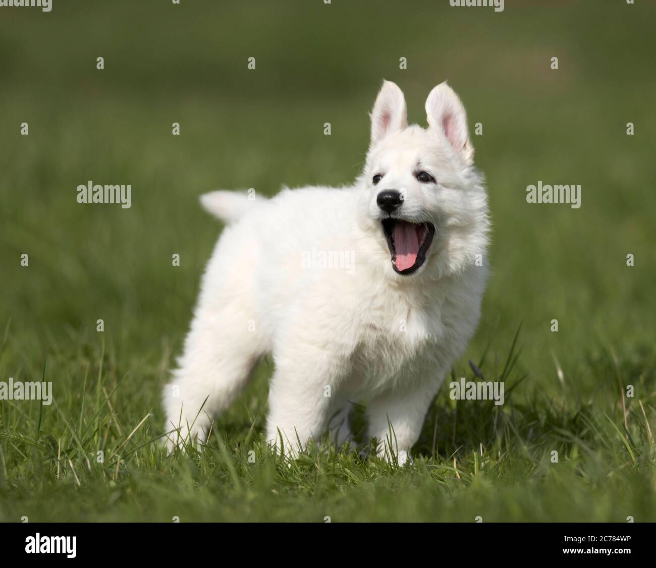 Berger Blanc Suisse, Weißer Schweizer Schäferhund. Welpen stehen im Gras, gähnend. Deutschland Stockfoto
